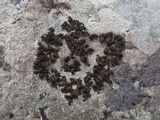 Collema fragile image