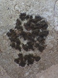 Collema fragile image