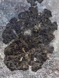 Collema fuscovirens image