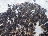 Collema latzelii image