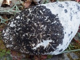 Collema latzelii image