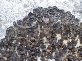 Collema latzelii image