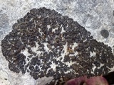 Collema latzelii image