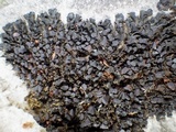Collema polycarpon image
