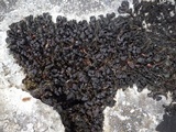 Collema polycarpon image