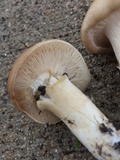 Lyophyllum decastes image