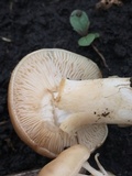 Lyophyllum decastes image