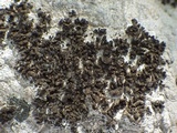 Collema parvum image