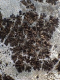Collema parvum image