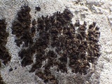 Collema parvum image