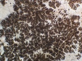 Collema parvum image