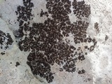 Collema parvum image