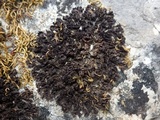 Leptogium schraderi image