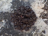 Leptogium plicatile image