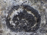 Placynthium subradiatum image