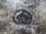 Placynthium subradiatum image