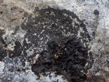 Placynthium subradiatum image