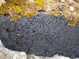 Placynthium nigrum image
