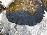 Placynthium nigrum image