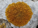 Xanthoria calcicola image