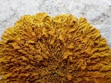 Xanthoria calcicola image