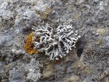 Physcia tenella ssp. tenella image
