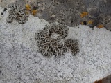 Physcia tenella ssp. tenella image