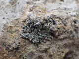 Phaeophyscia hirsuta image