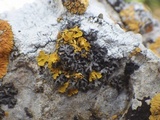 Phaeophyscia hirsuta image