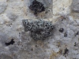 Phaeophyscia hirsuta image