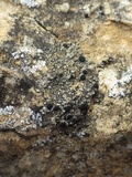 Toninia aromatica image
