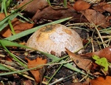 Phallus hadriani image
