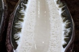 Phallus hadriani image