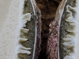 Phallus hadriani image