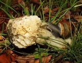 Phallus hadriani image