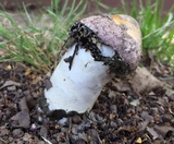 Phallus hadriani image