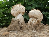 Agaricus texensis image