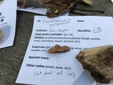 Chondrostereum purpureum image