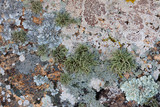 Usnea amblyoclada image