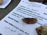 Chondrostereum purpureum image