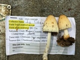 Coprinellus domesticus image