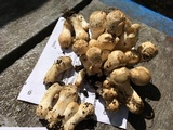 Coprinopsis variegata image