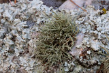 Usnea amblyoclada image