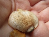 Crepidotus mollis image