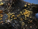 Arachnopeziza aurelia image