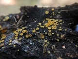 Arachnopeziza aurelia image