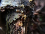 Arachnopeziza aurelia image