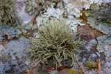 Usnea amblyoclada image