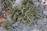 Usnea amblyoclada image