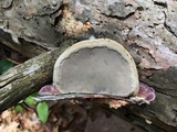 Fomes excavatus image